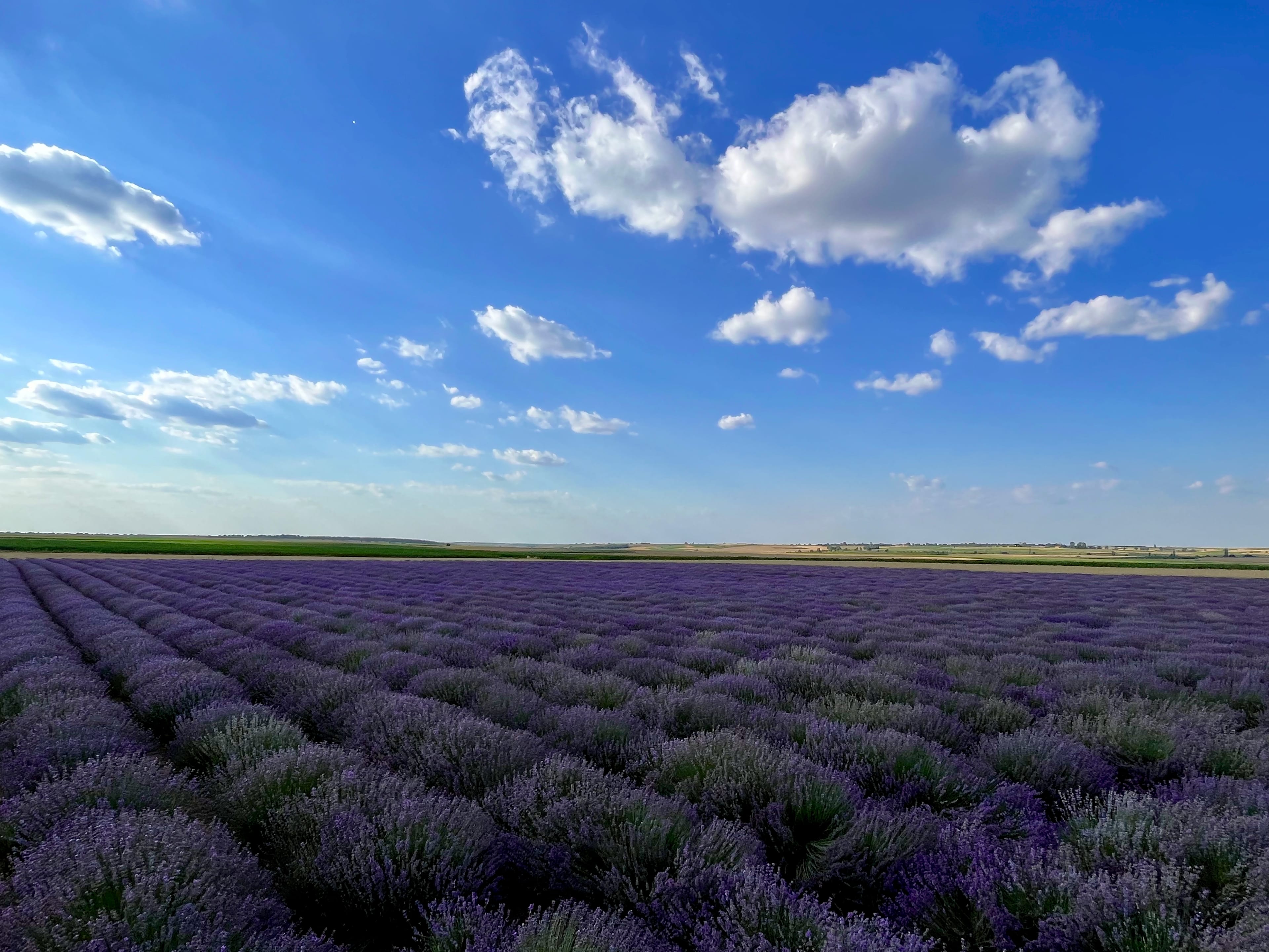 Djinner Group — farm and family