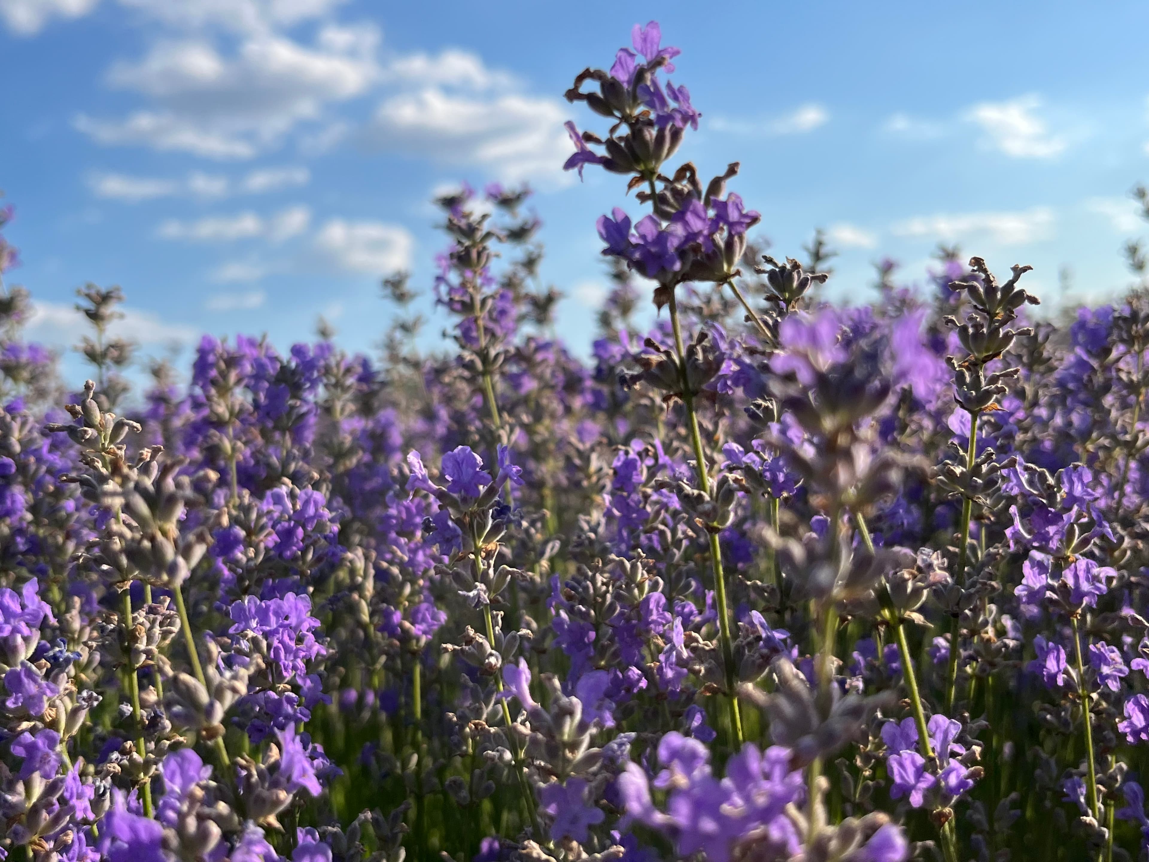 Lavender fields — Djinner Group